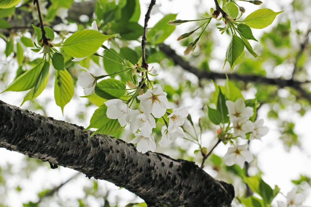 关于樱花你认识几种？