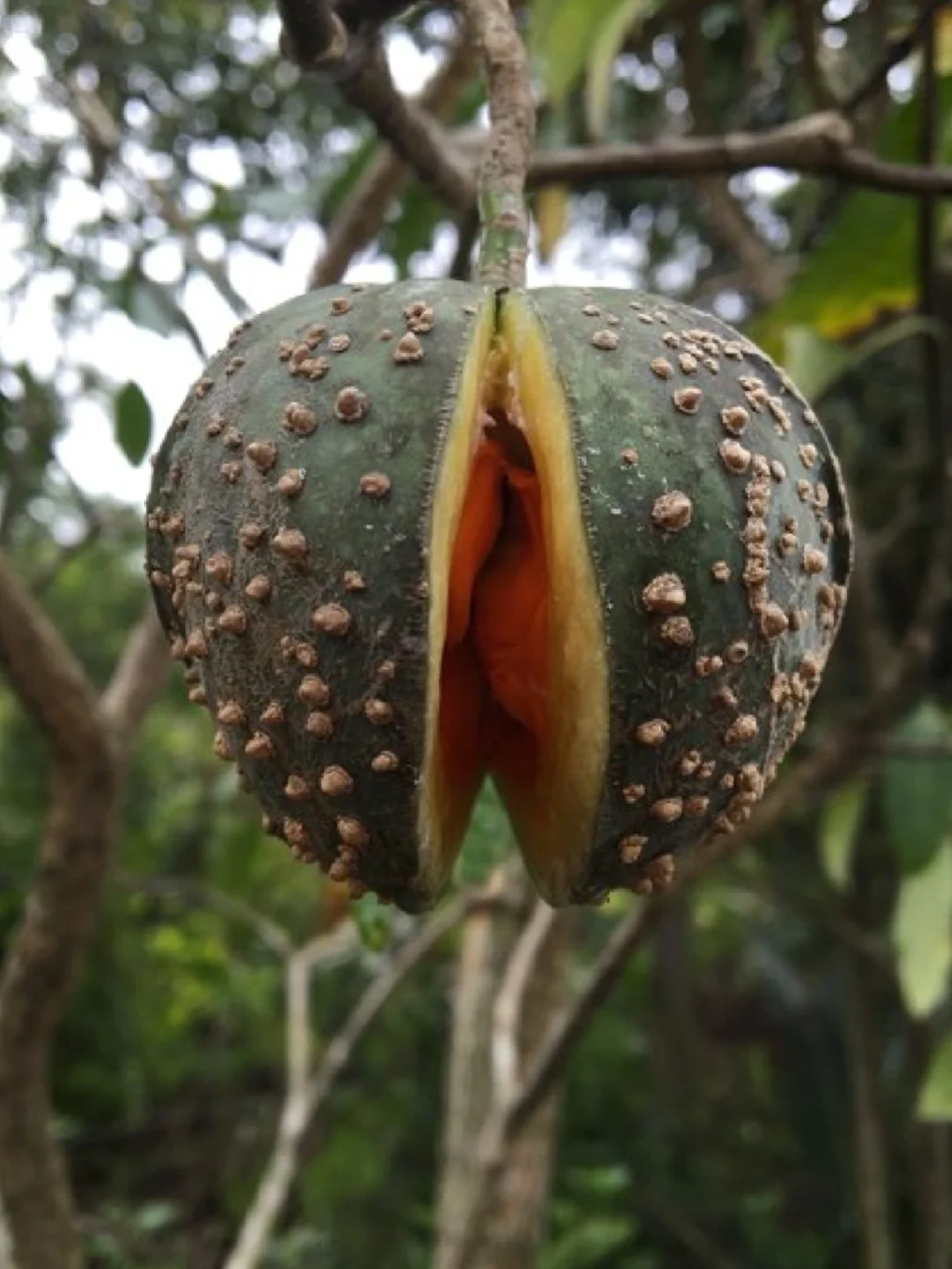 稀奇古怪水果 蟾蜍木Tabernaemontana