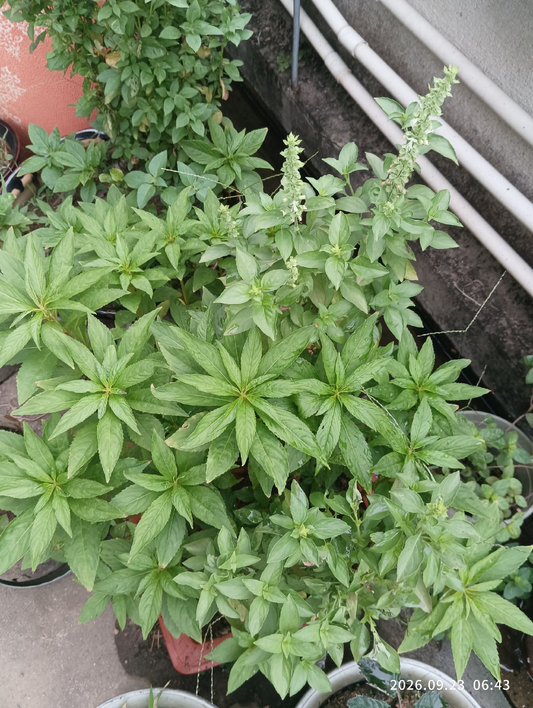 千头菊
吊竹梅
蓝星花
牵牛花
长春花
凤仙花
柠檬
铜钱草 ​