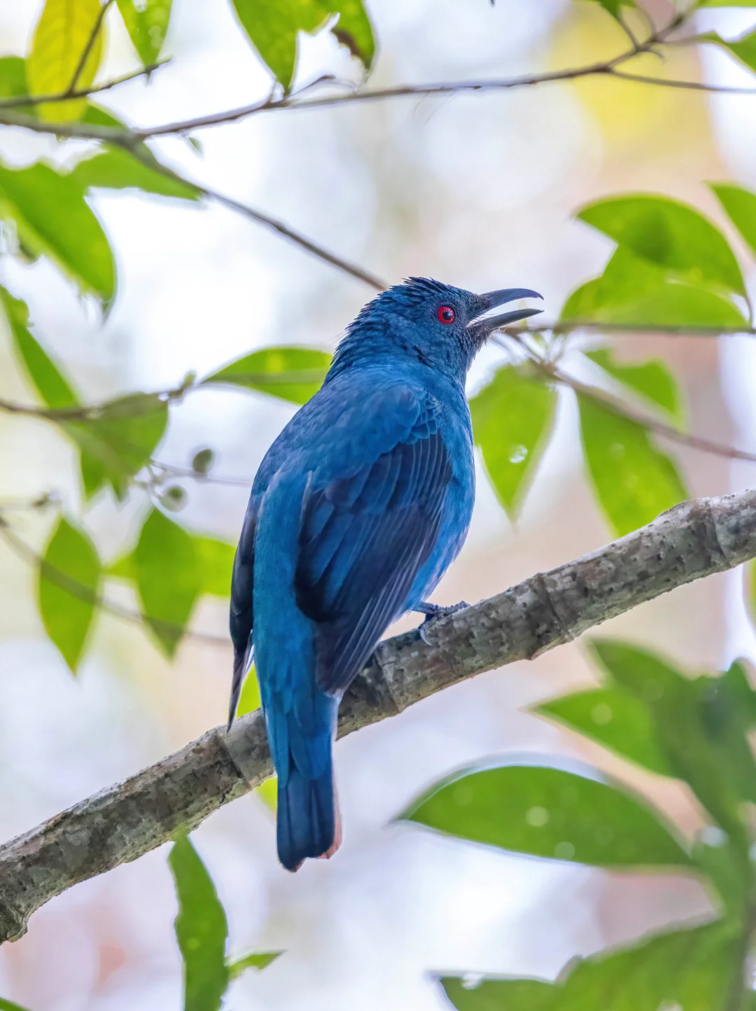 新年第一天看到了一只和平鸟，希望世界和平