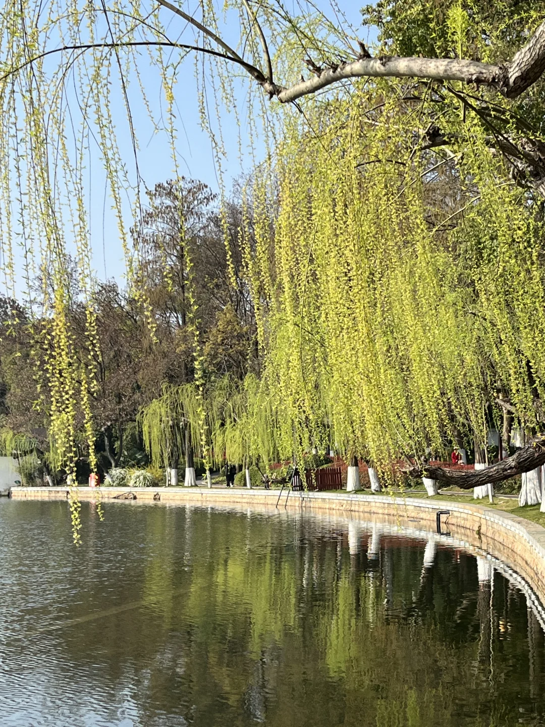 原来这就是万条垂下绿丝绦!!