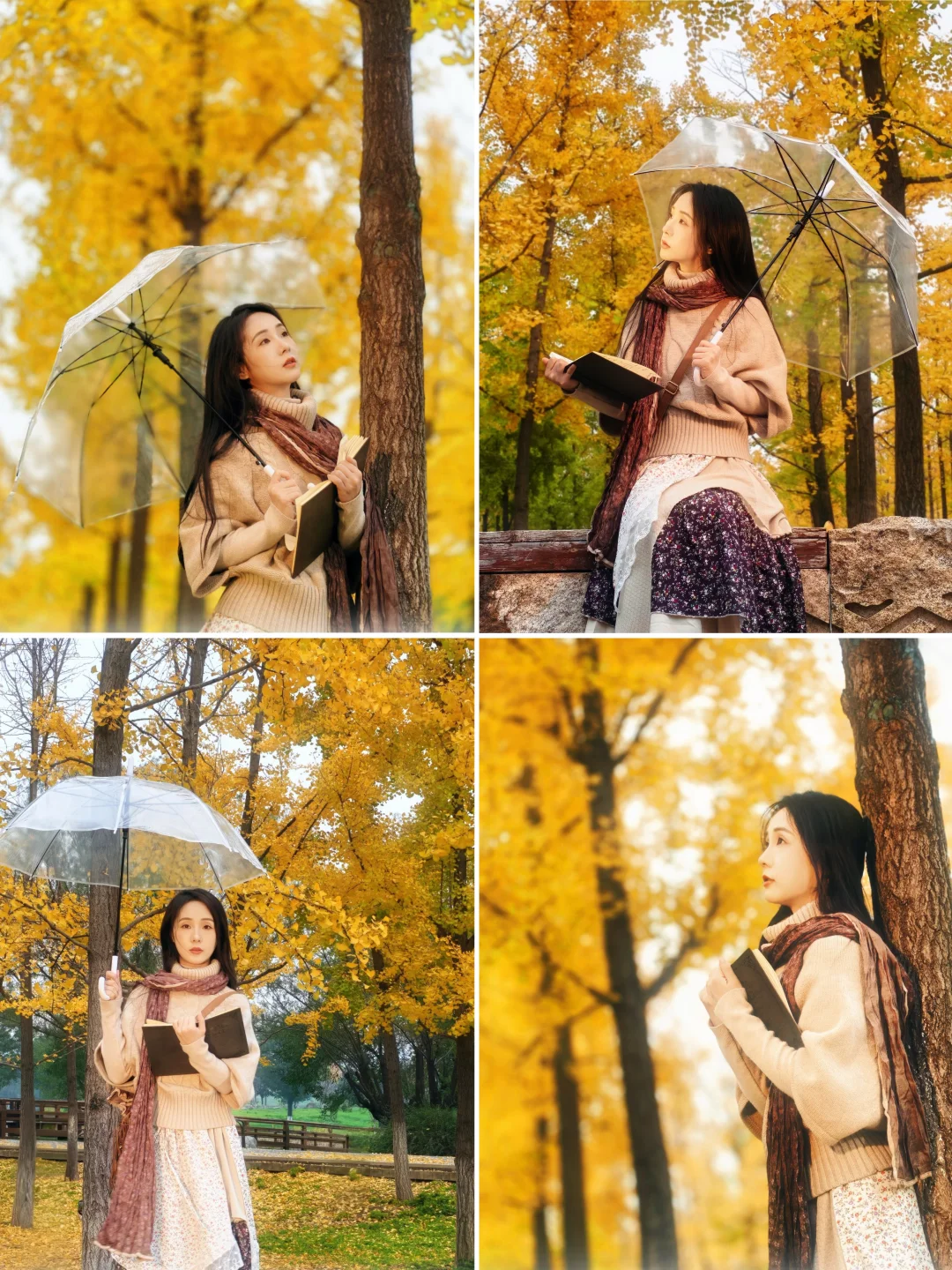 11.6实拍！汉长安城遗址的银杏黄熟进度80%