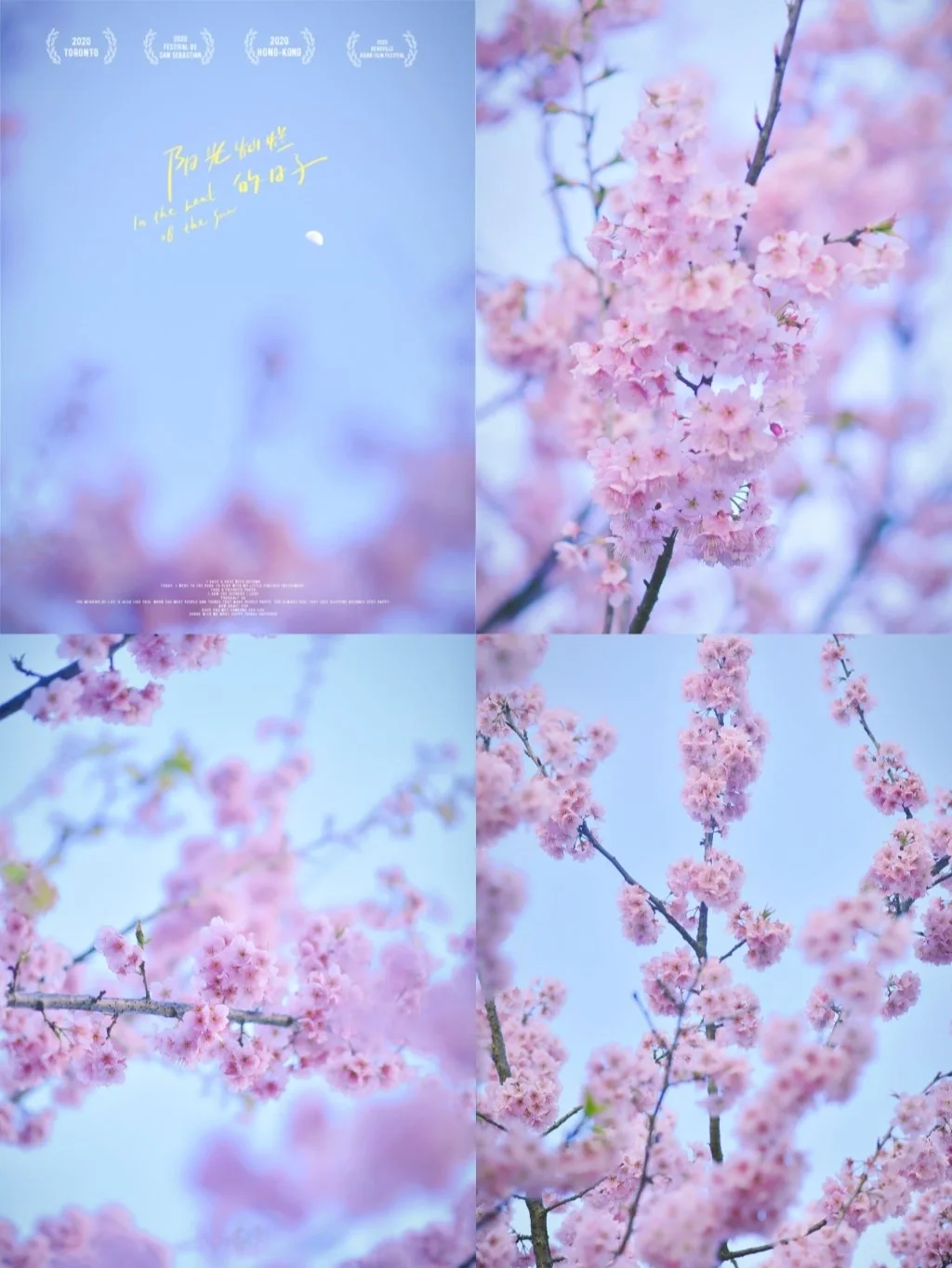 武大早樱🌸樱花季预热，附赏花攻略❗️