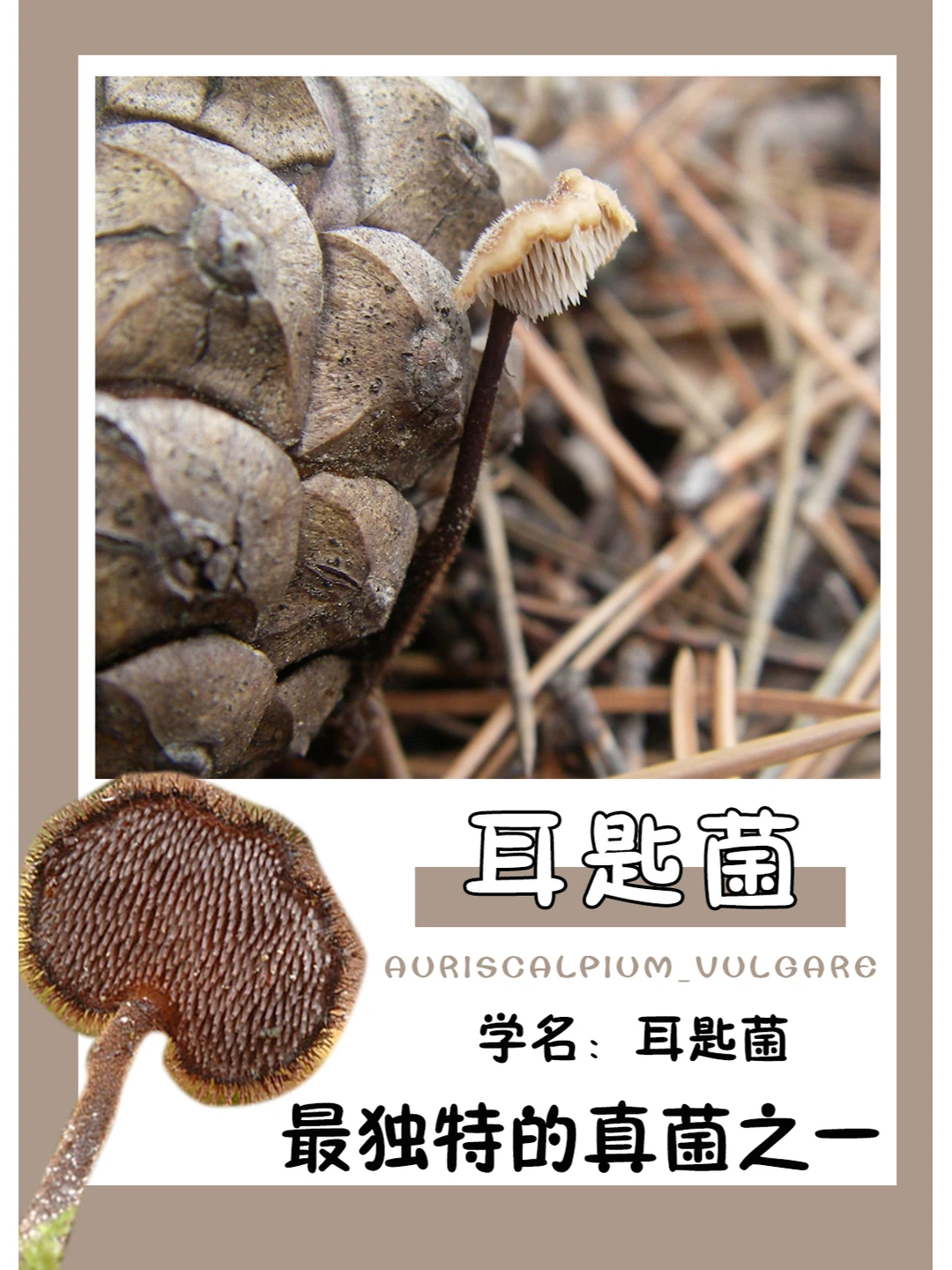 你猜它长在哪里？