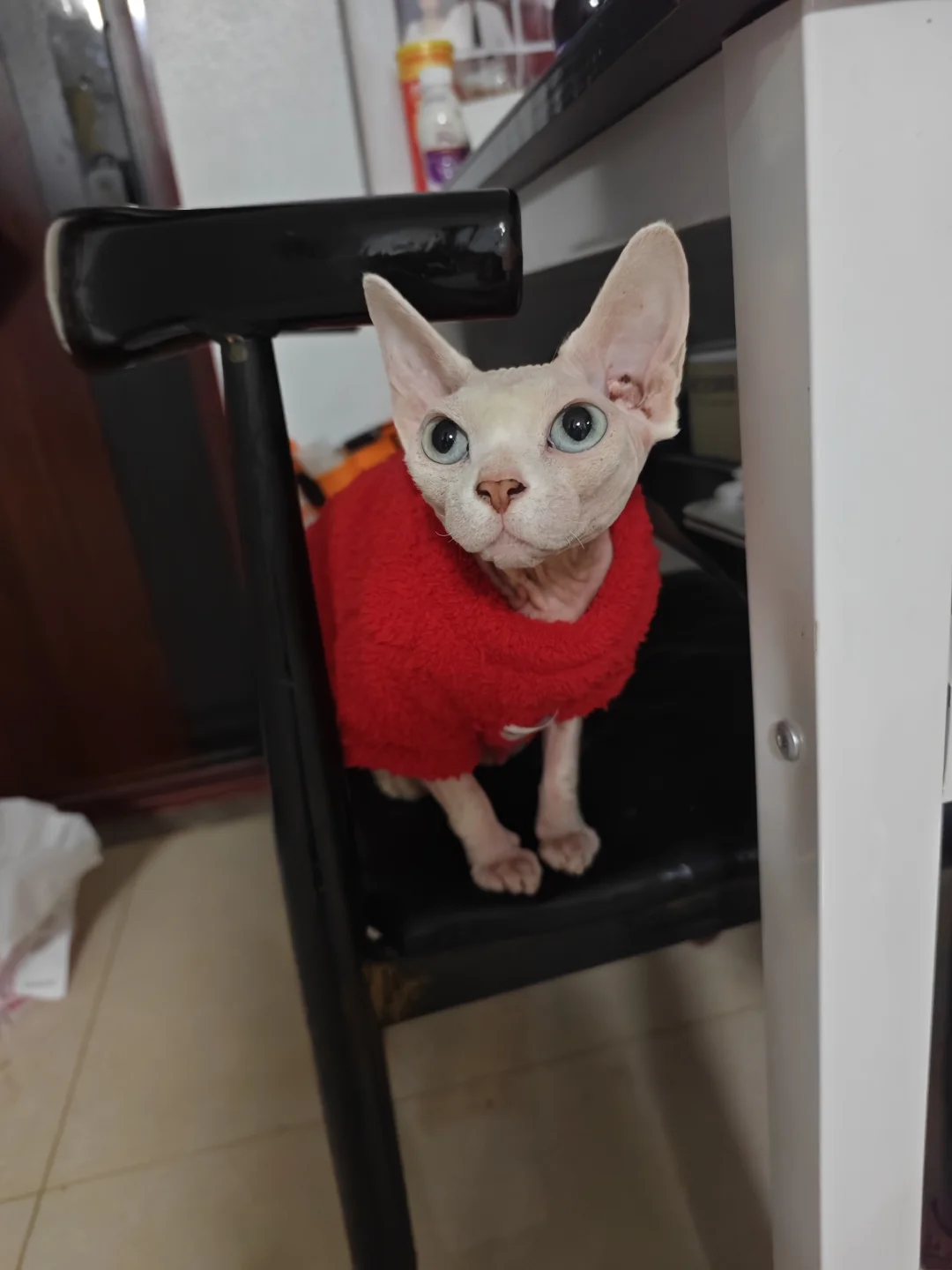 想在评论区看穿衣服的小猫