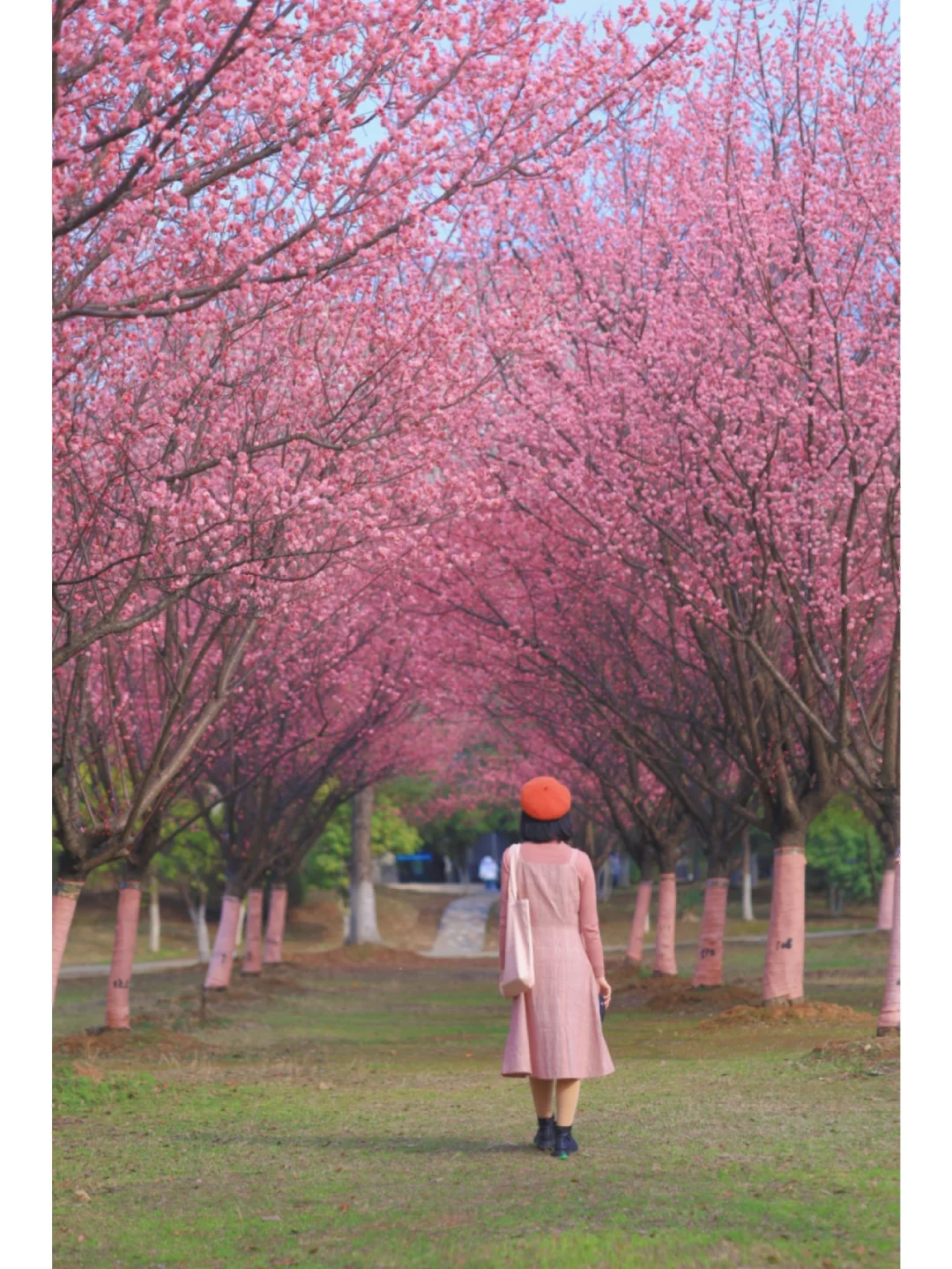 武汉被严重低估的赏梅秘境！只有10%人知道