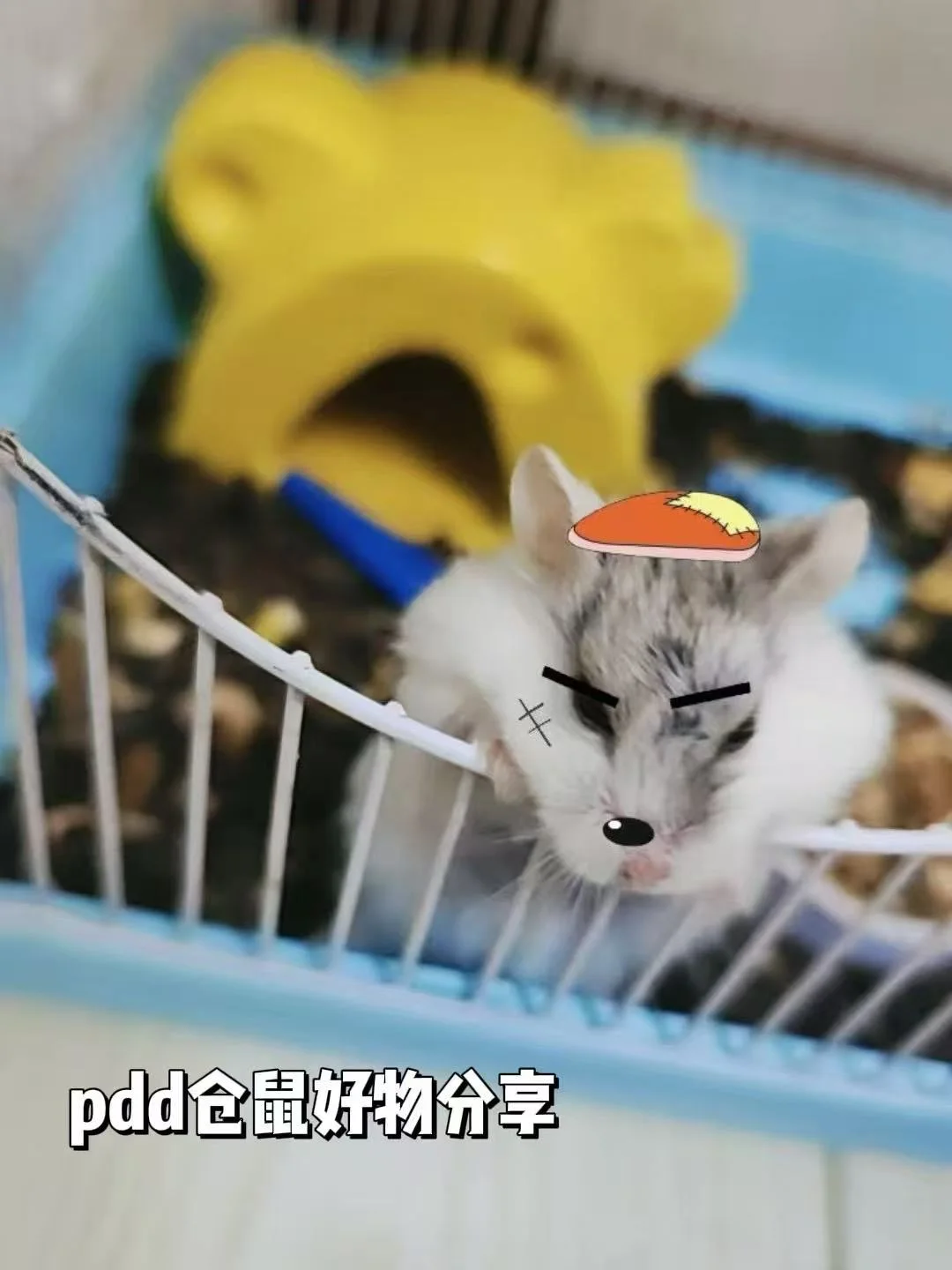 吱吱打工记 | 努力的宠物要自己养自己