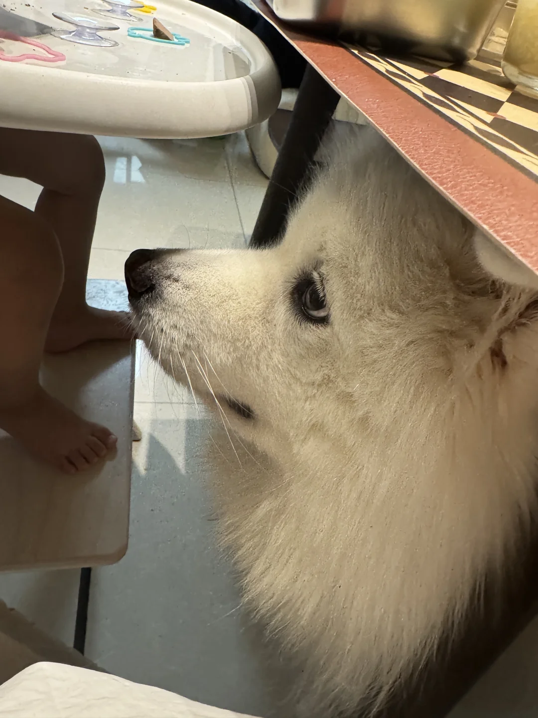 你们吃饭时，桌子下会长这种小玩意儿吗