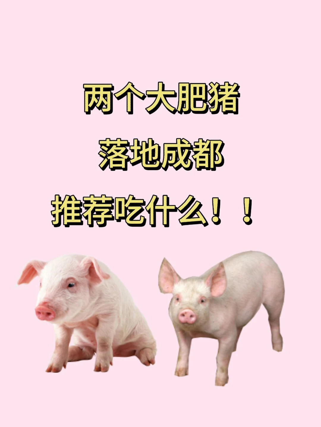 两个大肥猪落地成都，推荐吃什么！