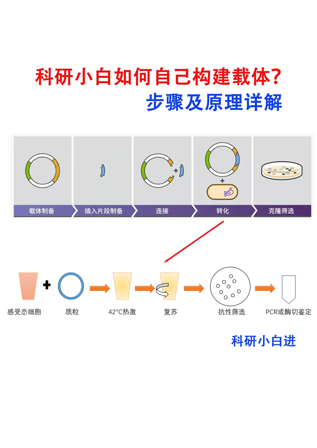 🔥载体构建，你真的学会了吗？