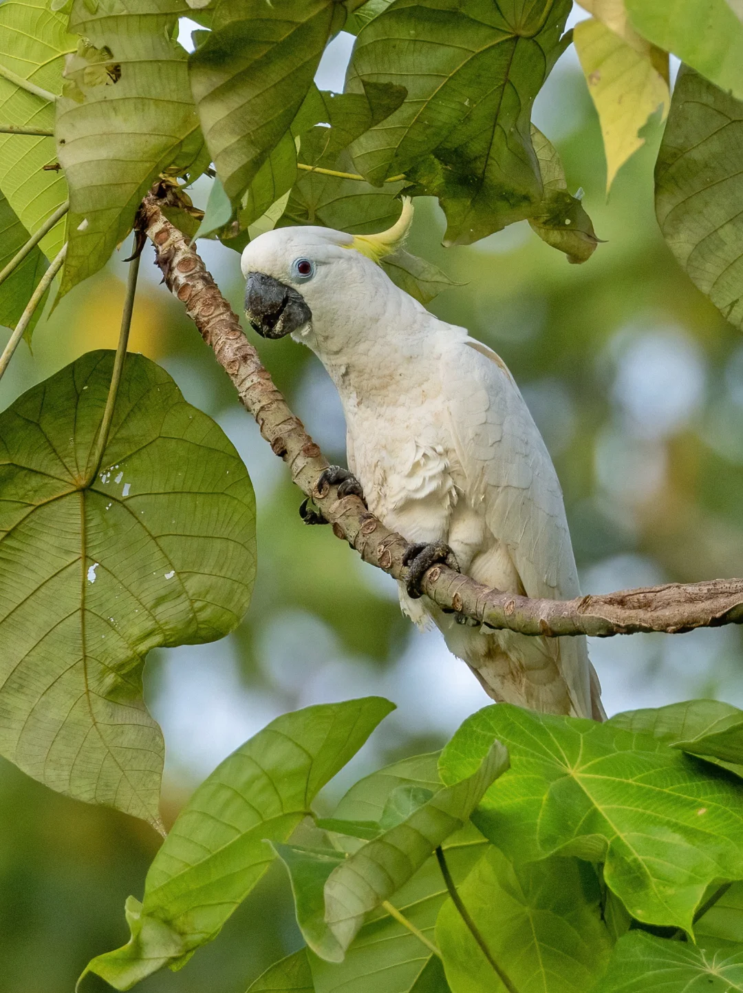 第一次近距离观察野生葵花鹦鹉