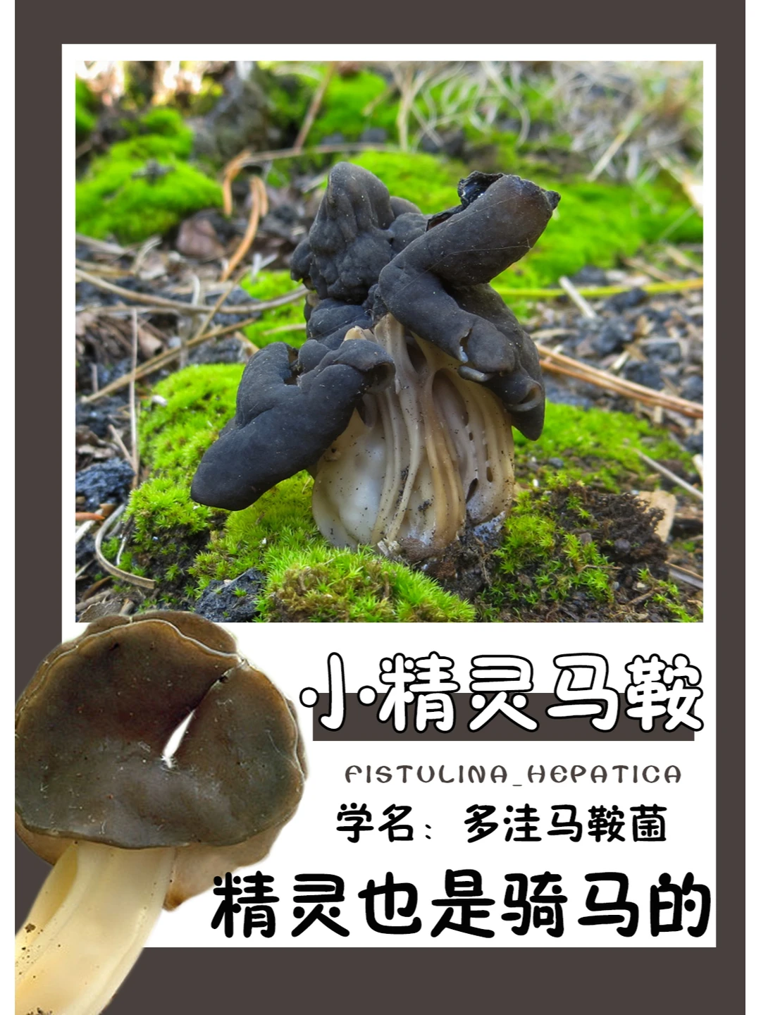 它就是精灵骑马的证据~