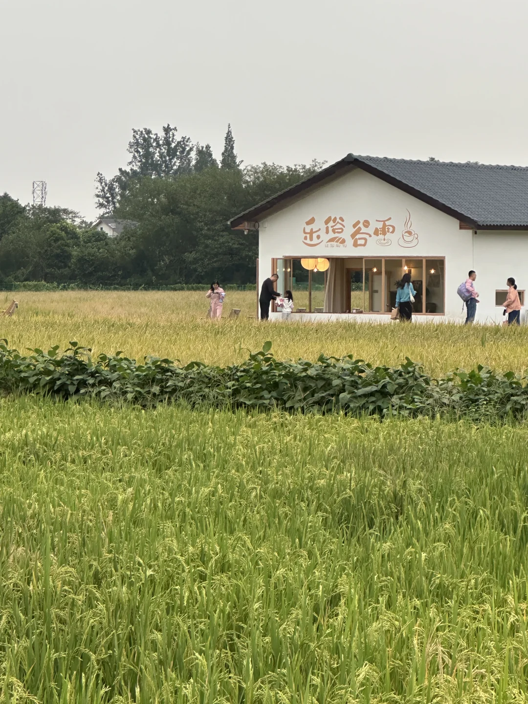 不出成都30min！！找到风吹麦田～