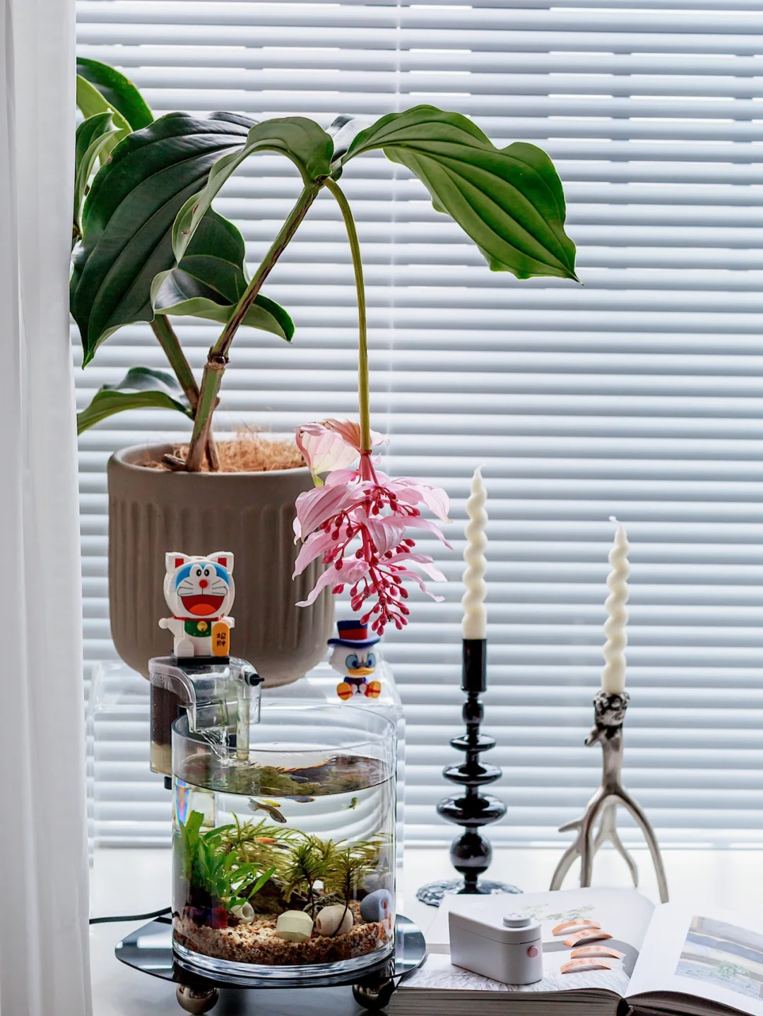 宅家日常｜越看越美的鱼缸是客厅一道风景