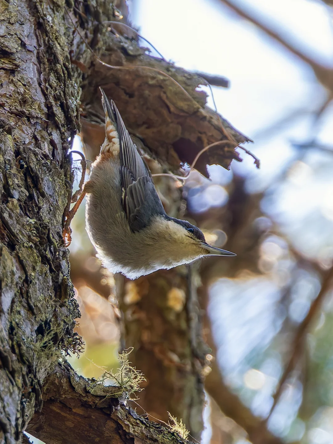巨䴓(shī)真的是好大一只䴓