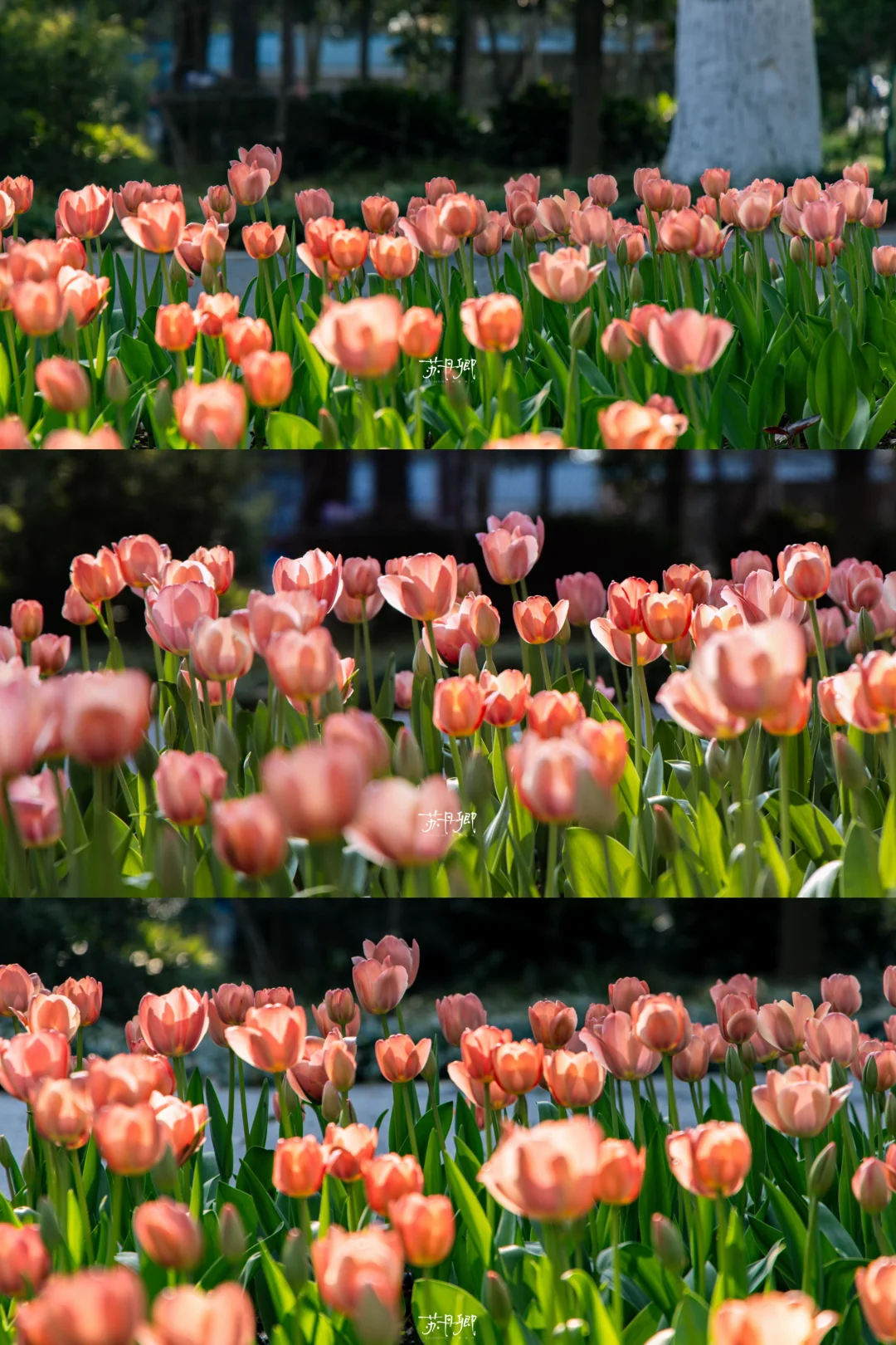 3.11日实况🌷武汉植物园郁金香已开｜值得冲