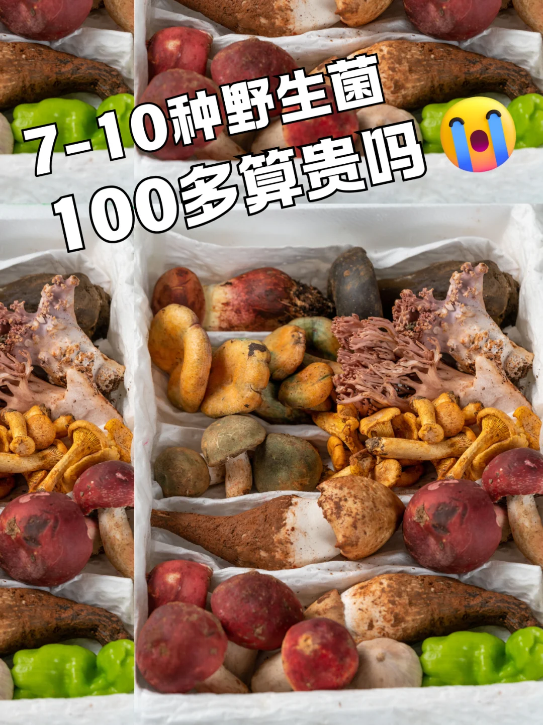 🍄云南人狂喜，10种野生菌组合只要100多