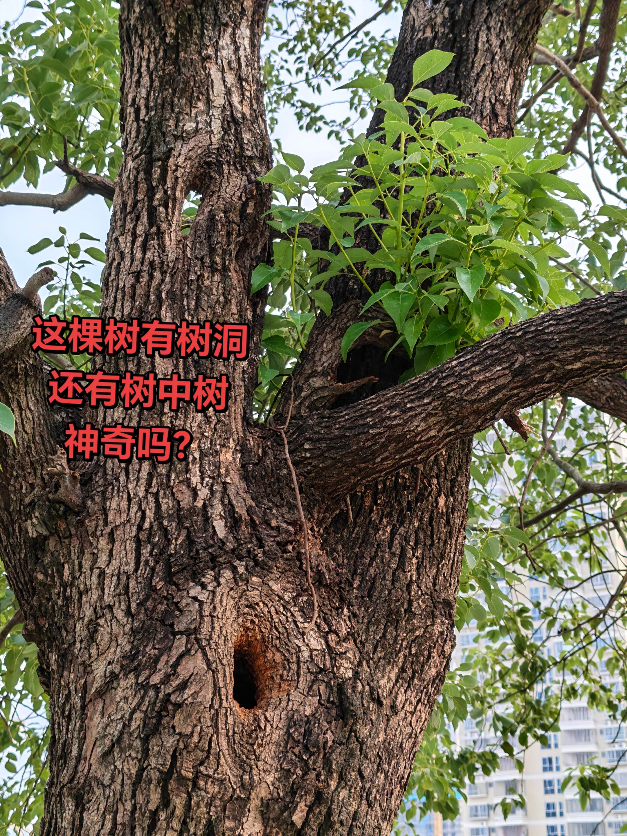 真实生活分享计划@DOU+小助手  伦敦世乒赛创作者伙伴计划国乒女团横扫日本摘金