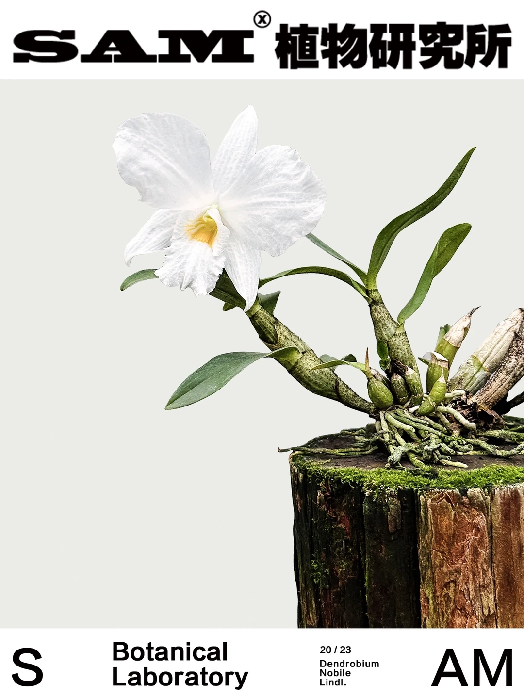 白石斛兰｜Dendrobium Infundibulum