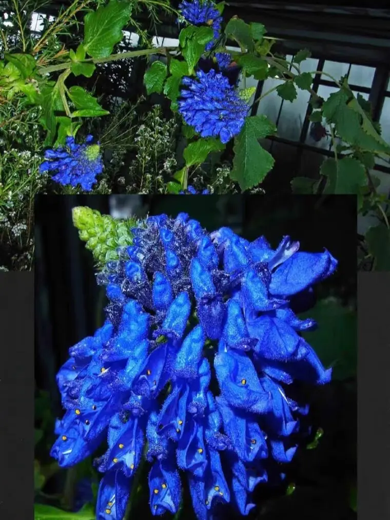 蓝色的花！南非植物刺猬鼠尾草pycnostachys