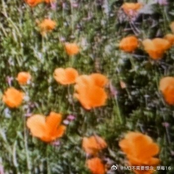 努力做一个向阳而生的人，不是要在顺境中安逸享乐，而是在逆境中依然能够保持对生活的热爱和向往。不论遇到多少困难和挑战，都要像向日葵一样，始终面向阳光，把阴影留在身后，用积极的心态去迎接每一个黎明的到来。 ​