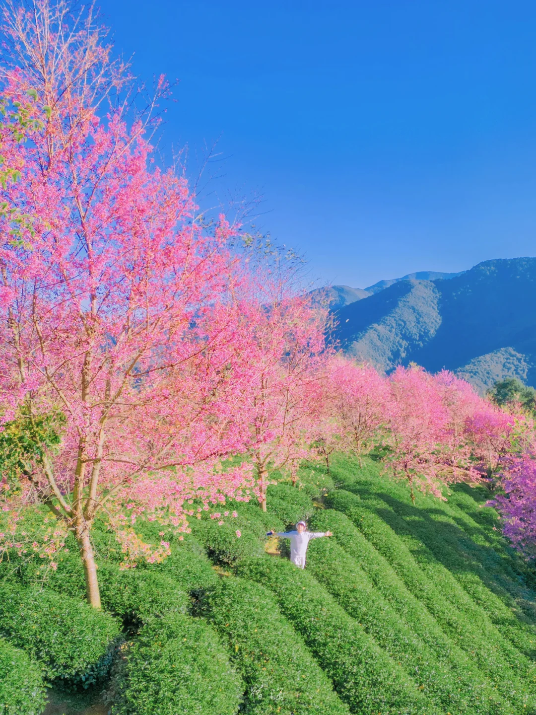 无量山赏樱攻略🌸一定要来看国内最早的春天