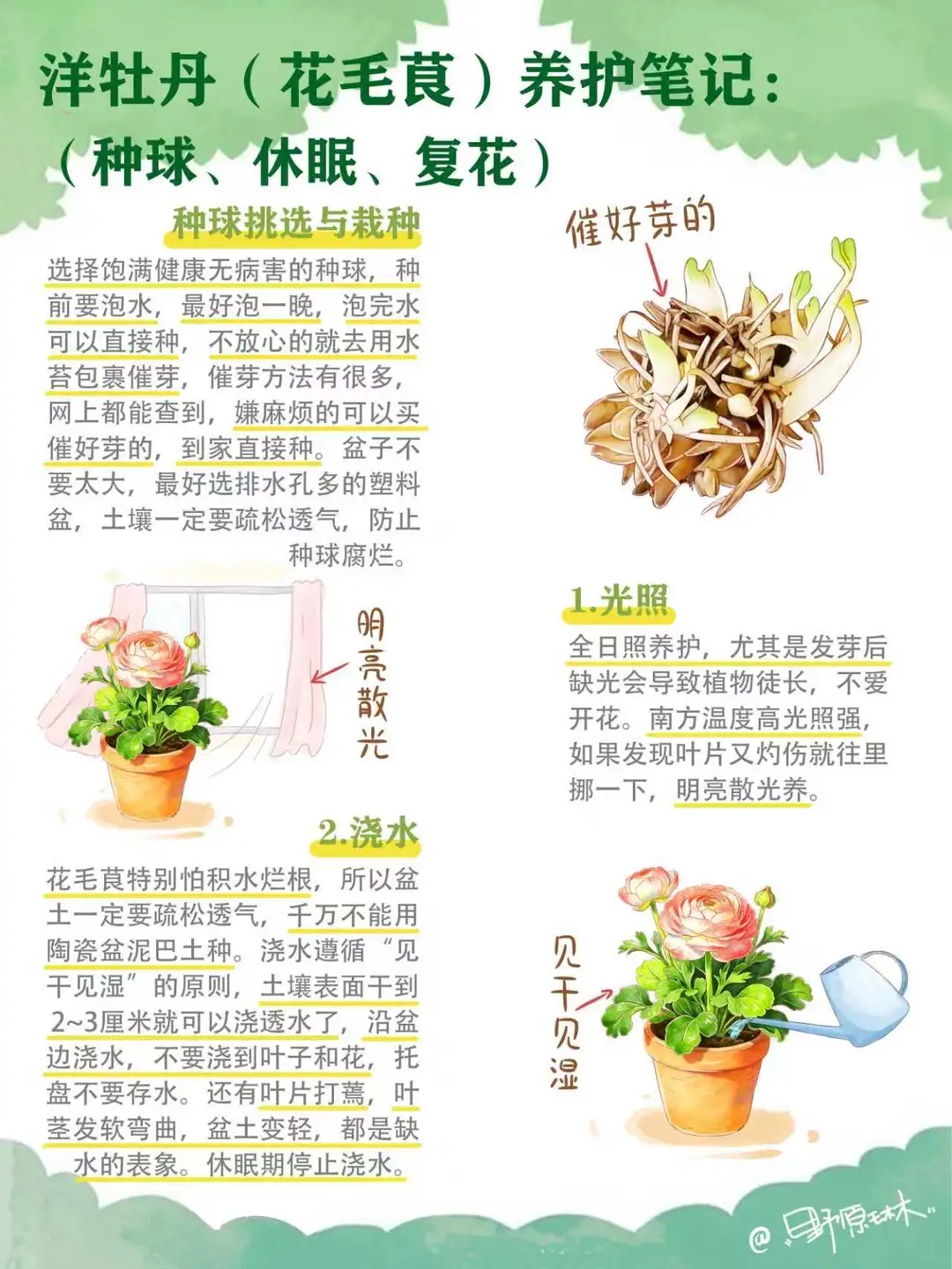 洋牡丹（花毛茛）养护笔记