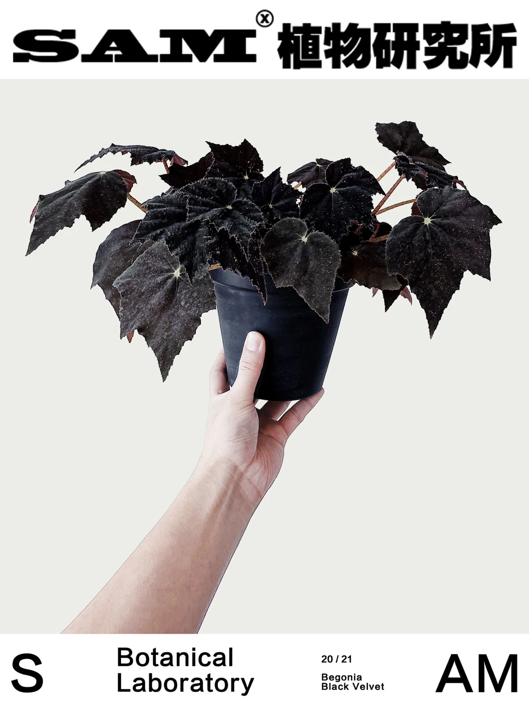 黑天鹅绒秋海棠｜Begonia 'Black Velvet'