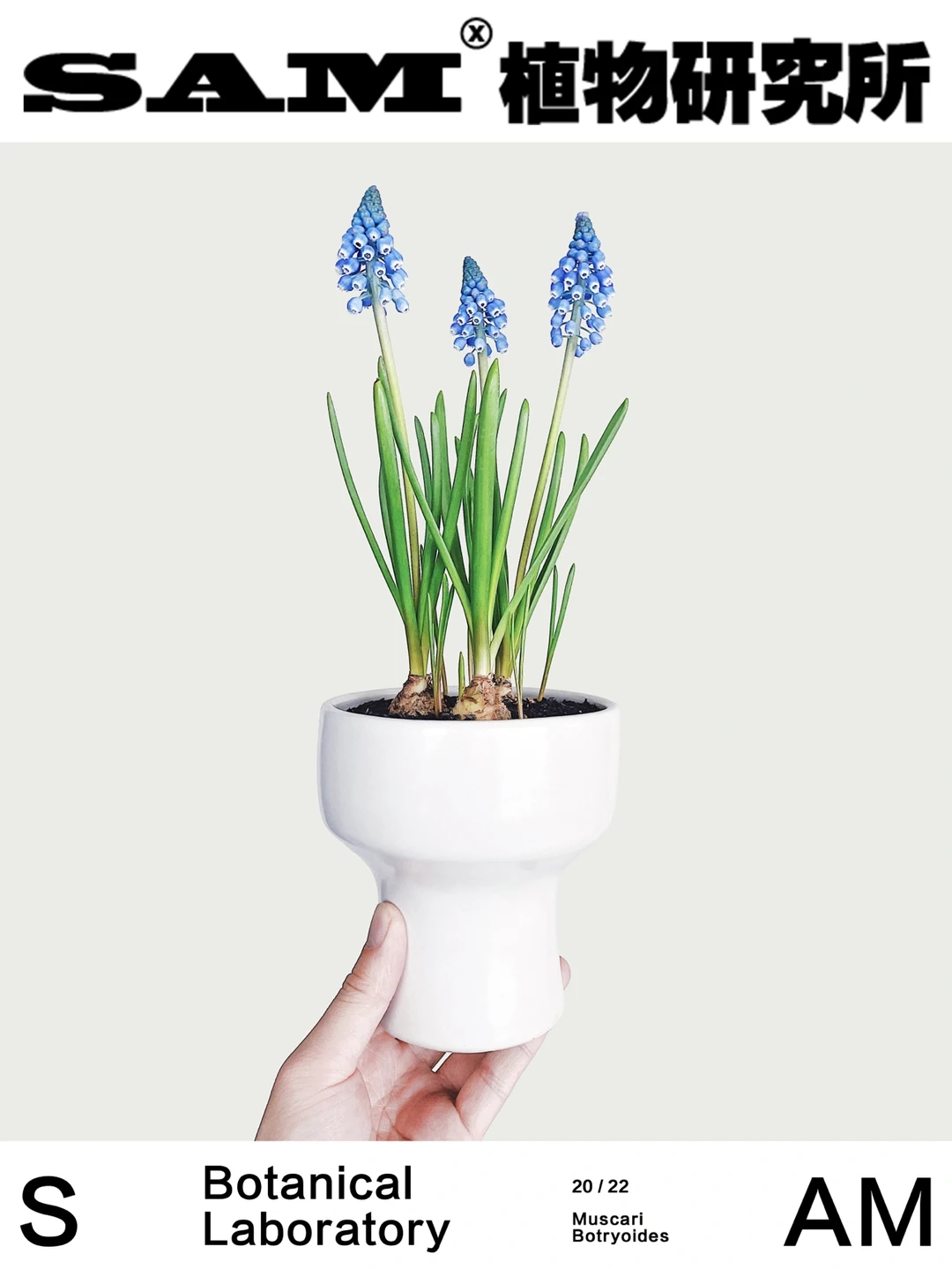 葡萄风信子｜Muscari Botryoides