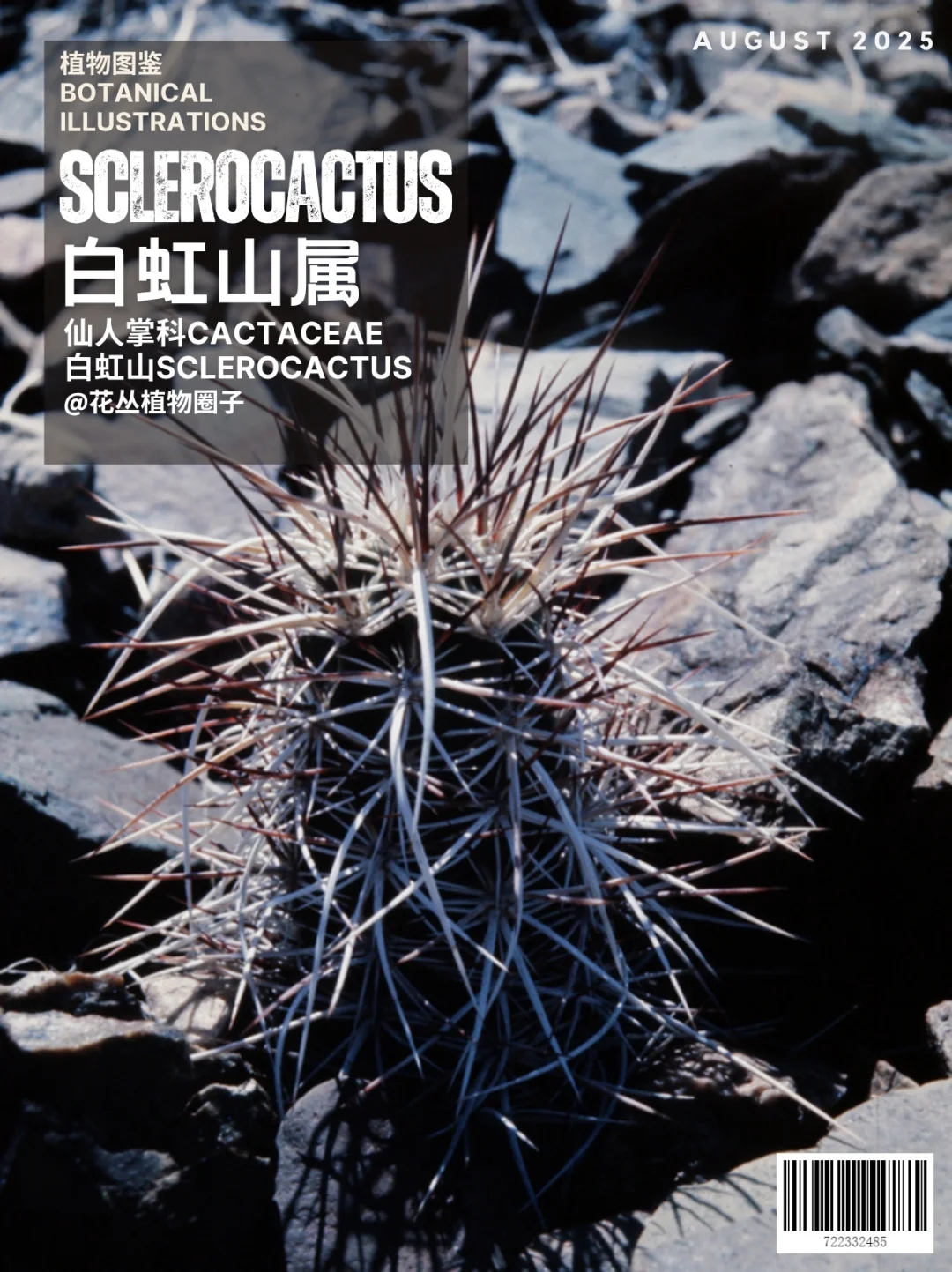 仙人掌科白虹山属Sclerocactus