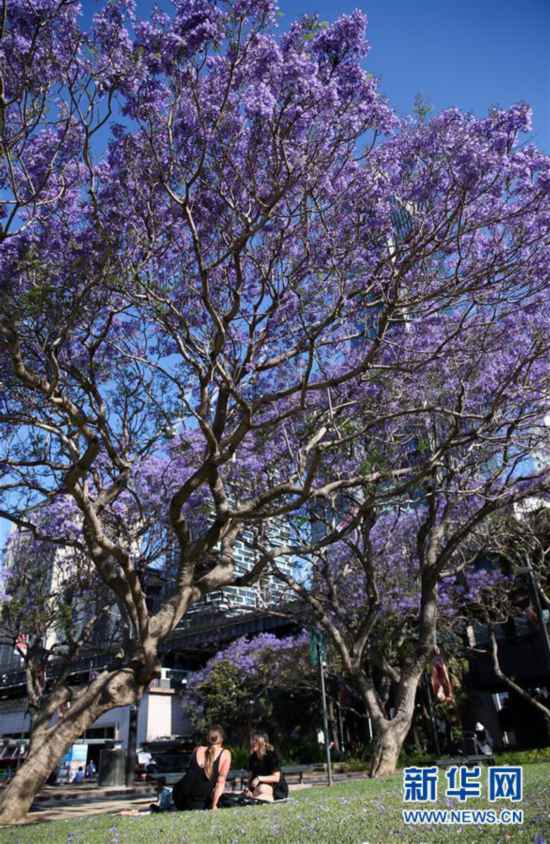 悉尼: 藍花楹盛放-圖4