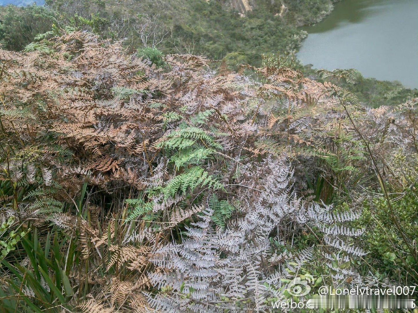 2014，哥伦比亚波哥大。被关到电梯里一小时（我都忘了！），同事自己手搓两份去，中餐馆叫“杂碎楼”[允悲][允悲][允悲][允悲][允悲] ​