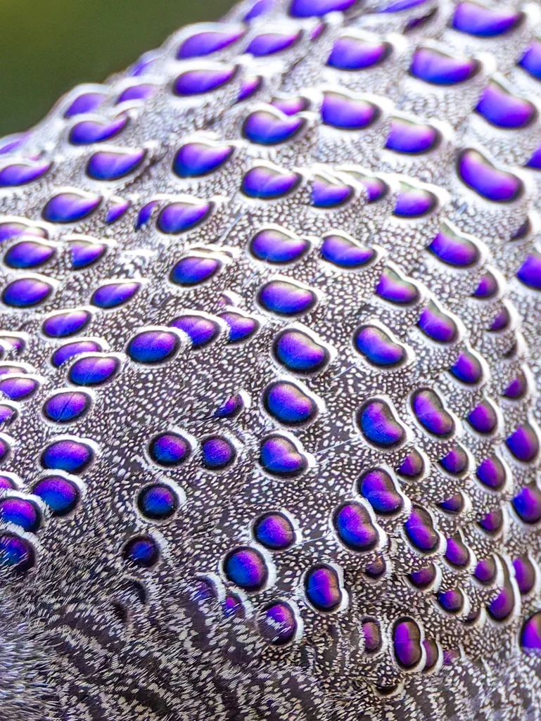 猜猜这是什么蓝宝石？