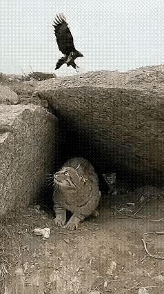 老鹰从天上瞄住豹猫那刻，我就知道它想开饭。  豹猫缩进石头缝，只剩尾巴...