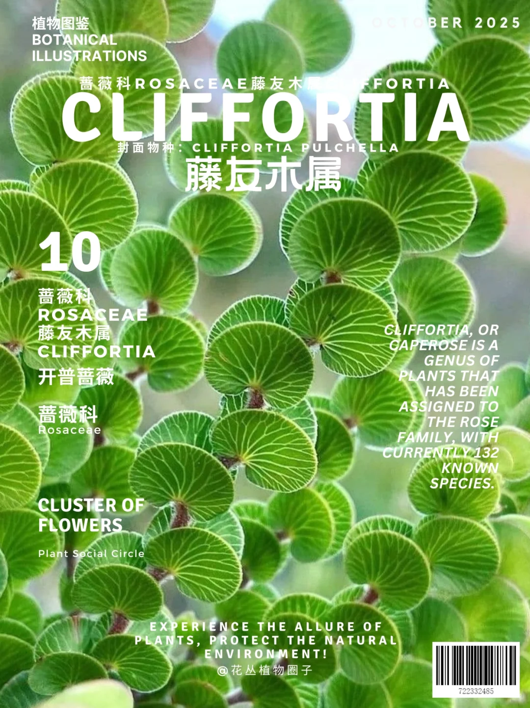 开普蔷薇-藤友木属 Cliffortia