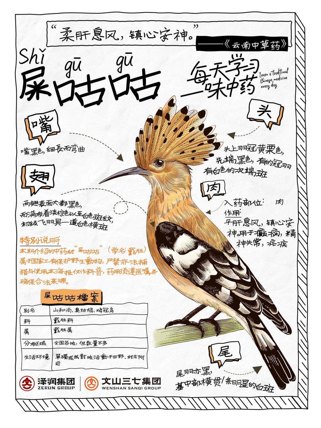 每天学习一味中药｜屎咕咕（戴胜鸟）