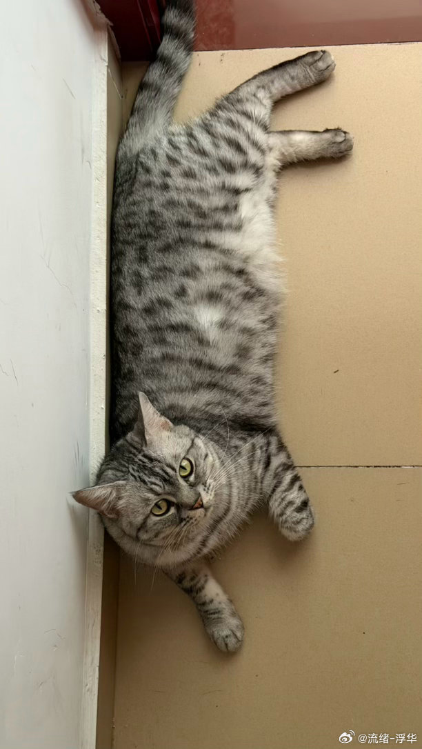 人还在，只是懒得发微博。
就看看我的🐱吧。 ​
