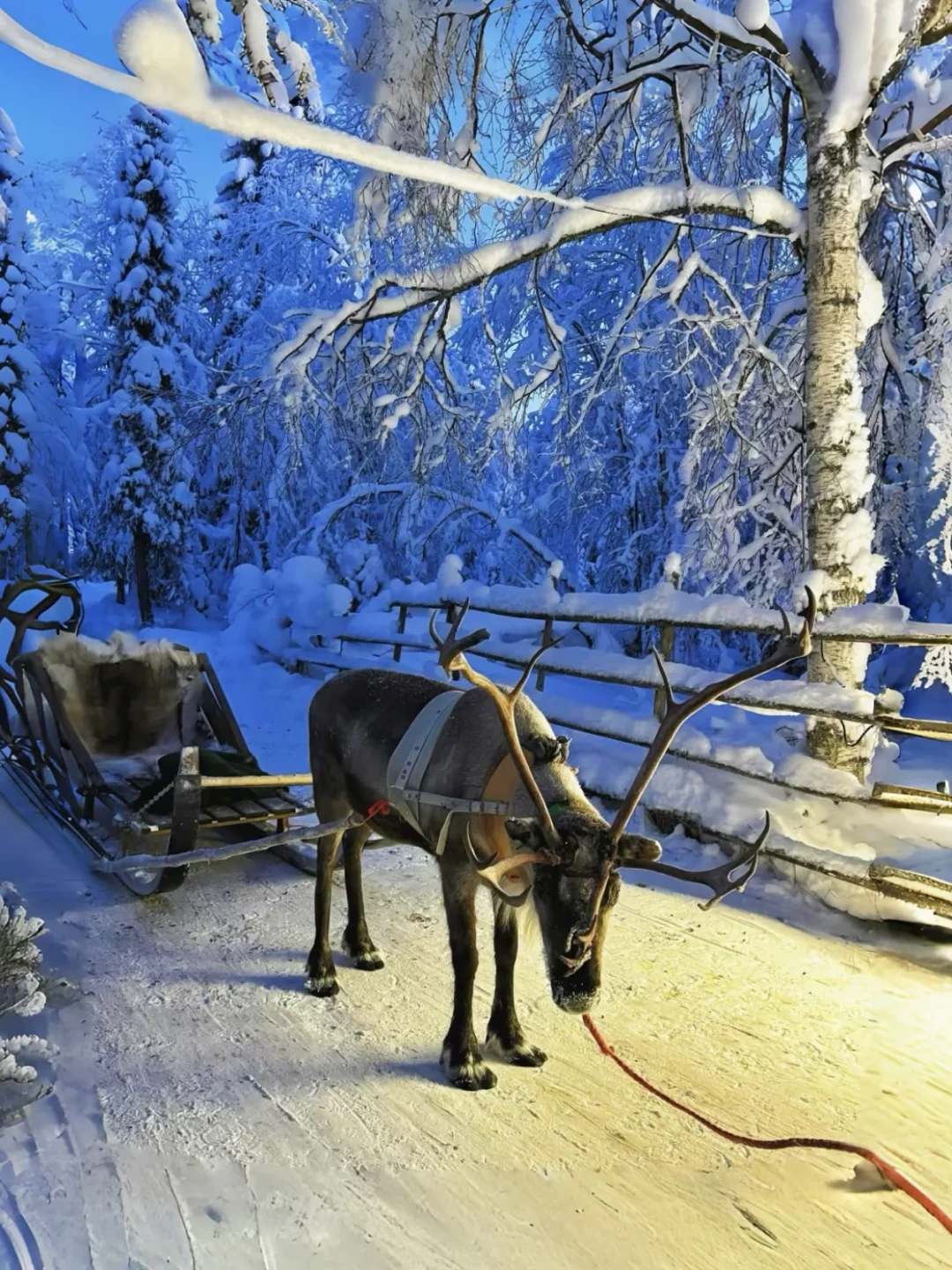 不是芬兰🇫🇮这真是长白山雪橇!!后劲十足!!