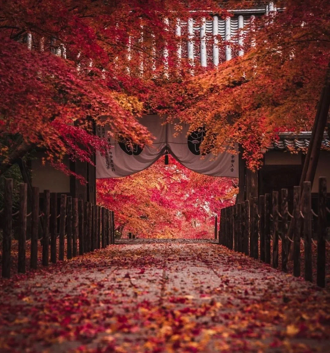 日本京都｜今年赏枫来这个小小寺庙吧🍁