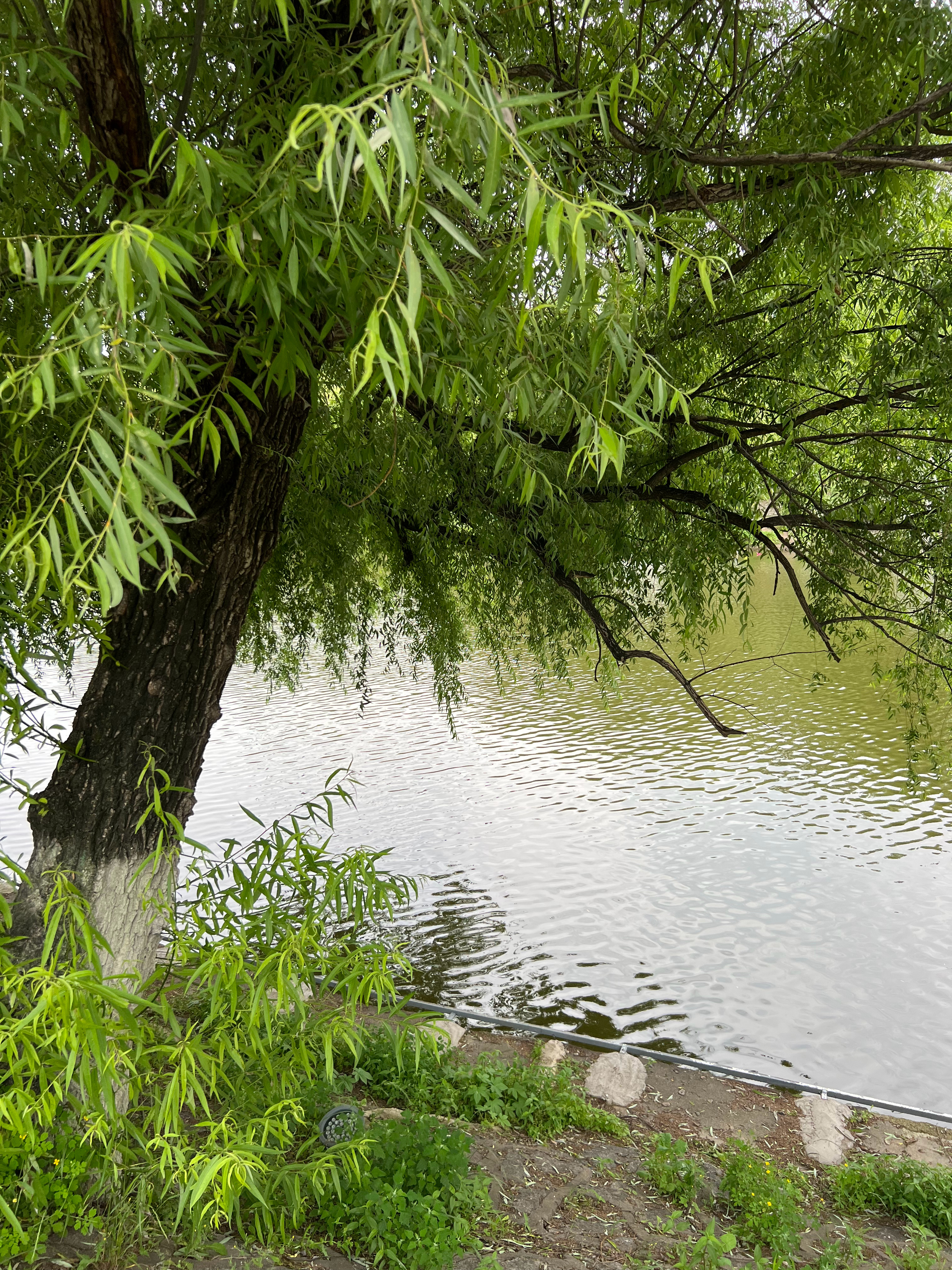 风摇花香，波光粼粼，好一处静谧之景。 ​​​