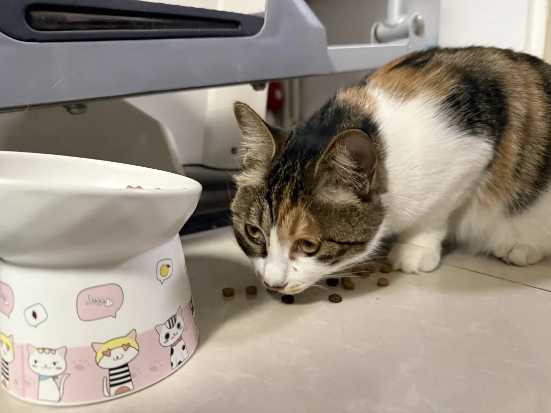 强烈怀疑我家小三花祖籍是山东的