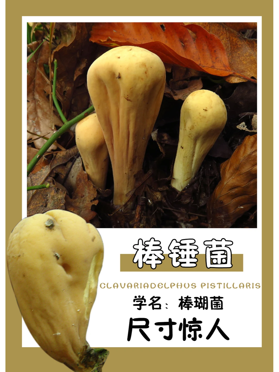 我看你像个棒锤！