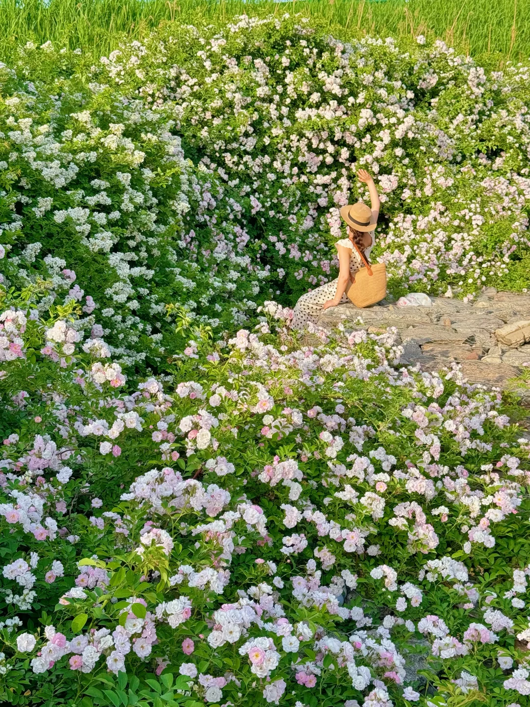 接下来的西安太美‼️汇总10个小众绝美花海～