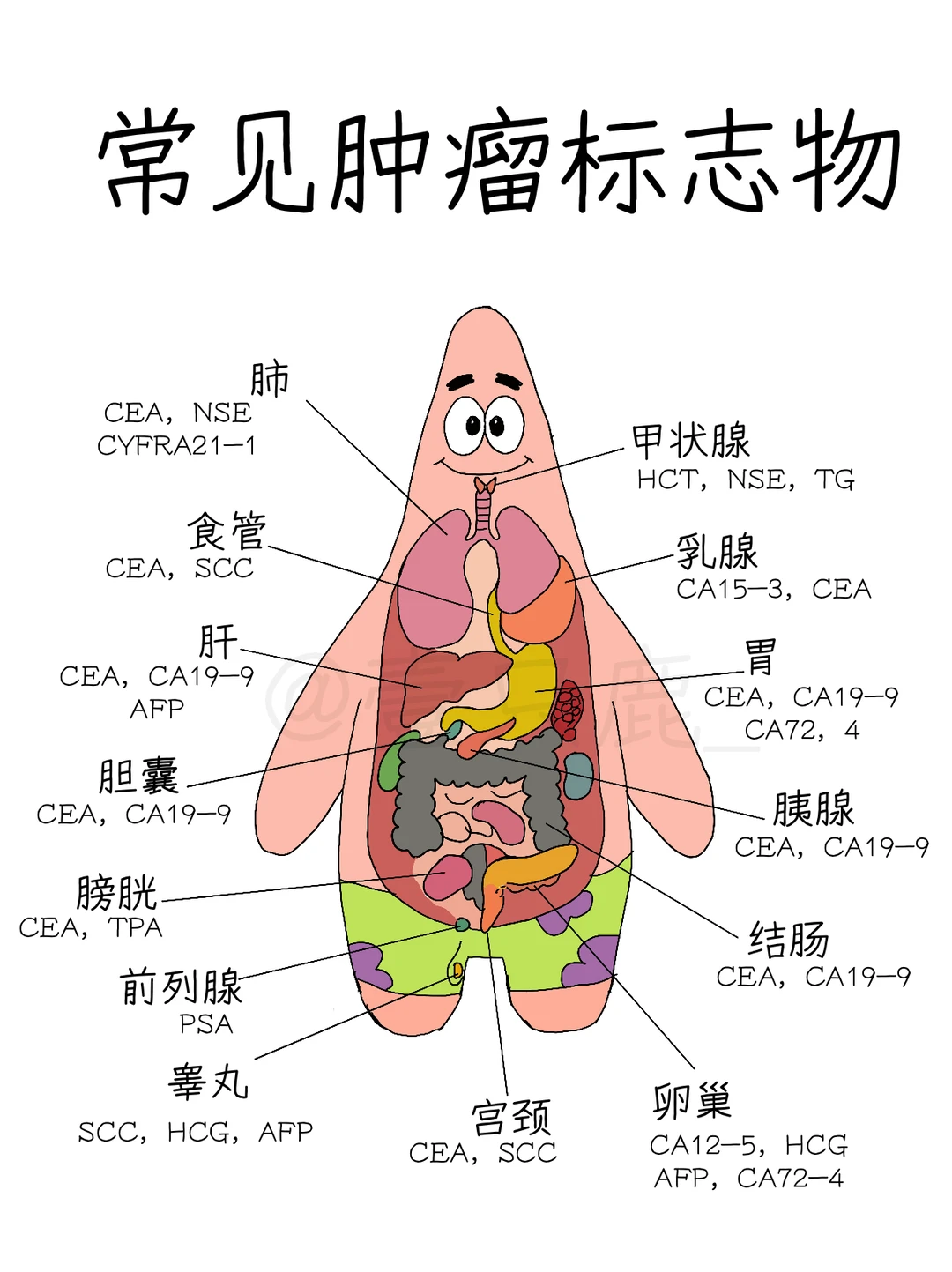 医学生笔记‖常见肿瘤标志物