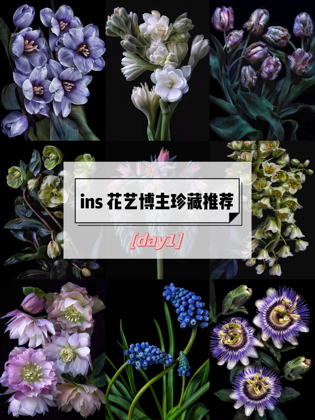 ins博主推荐｜花艺摄影分享-审美积累day1
