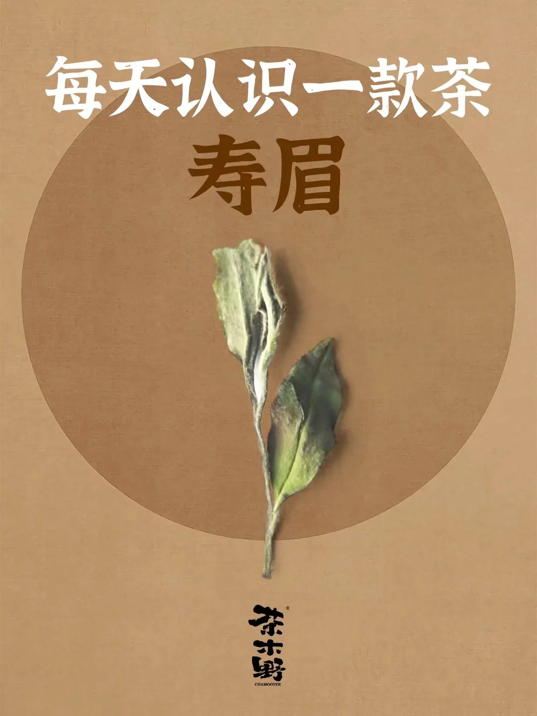 知识分享丨一分钟了解寿眉