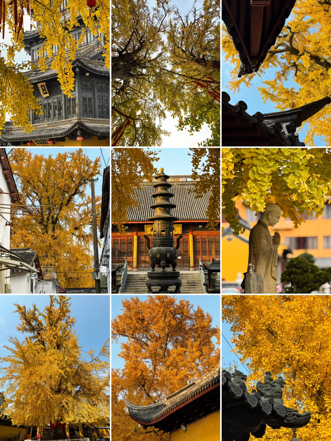 上海寺庙银杏最佳观赏期