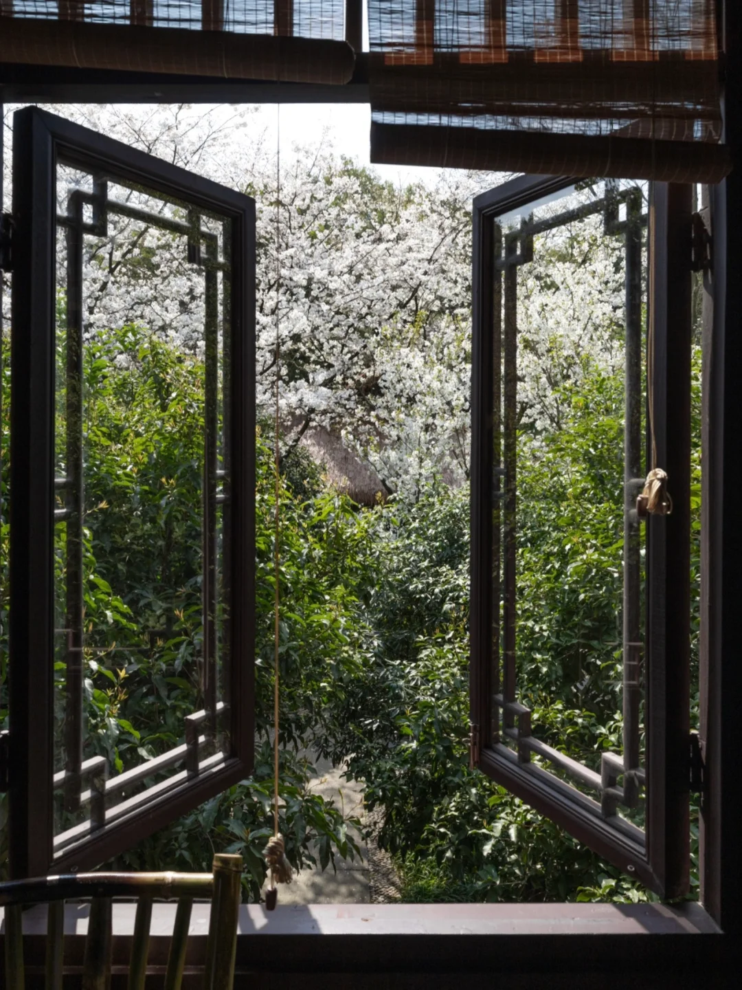 杭州茶楼太绝了！推开窗就是扑面而来的樱花！