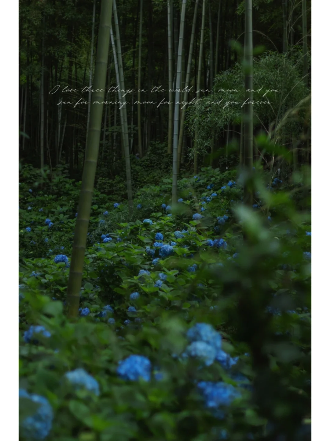 Forever Summer无尽夏🦋竹林里的绣球花海