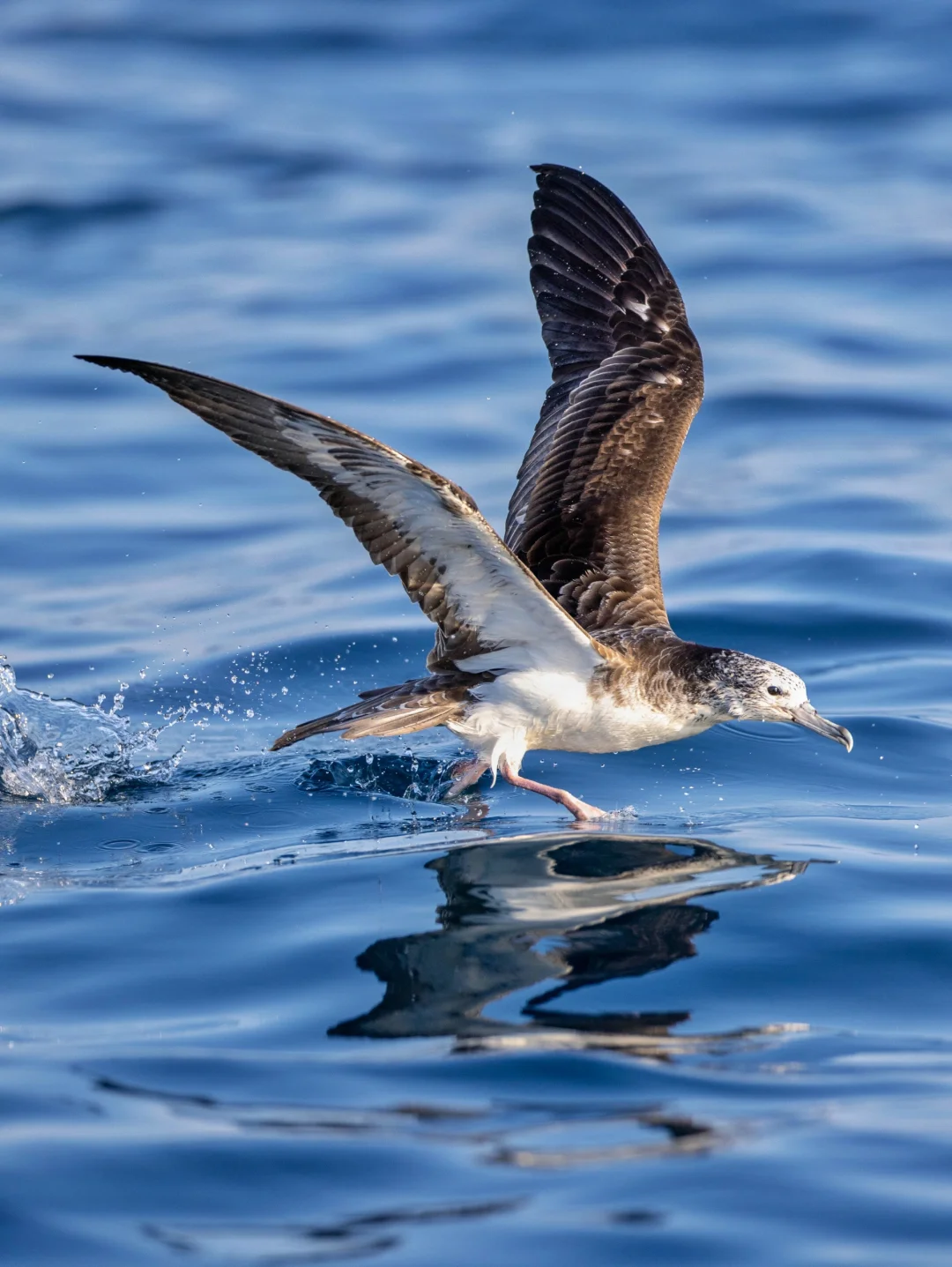 此时东海海面上最多的大海鸟：白额鹱